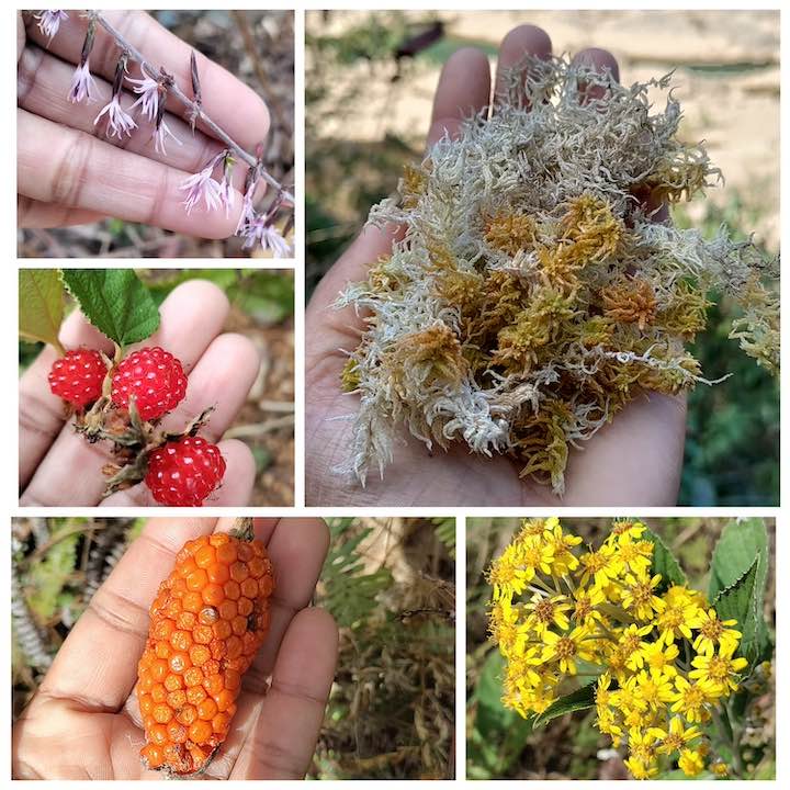 flowers, berries and plants on the david scott trail