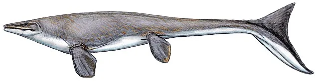 640px platecarpus tympaniticus