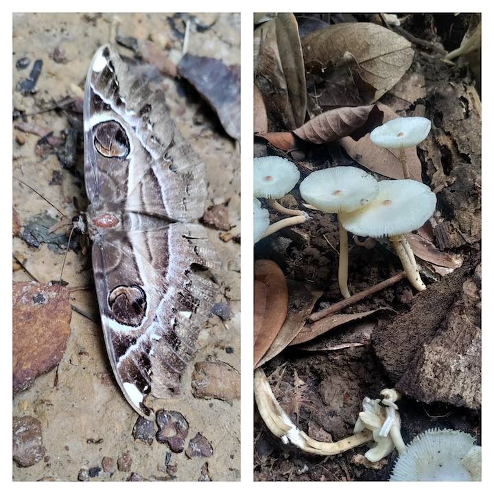 bukit gasing fauna and flora