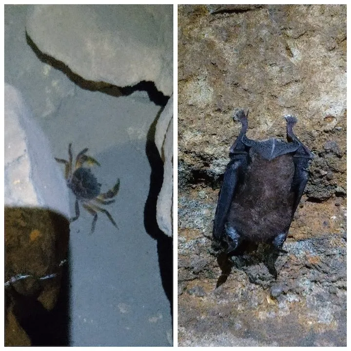 crabs and bats in krem puri