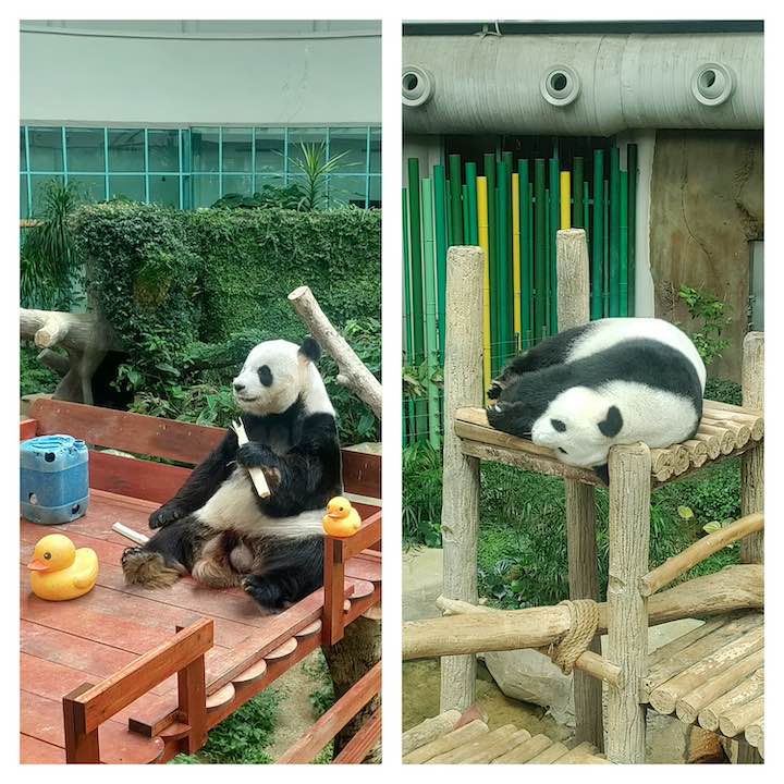 fu wa and feng yi pandas