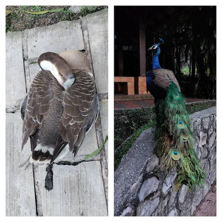 kl bird park