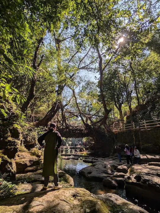 single decker living root bridge