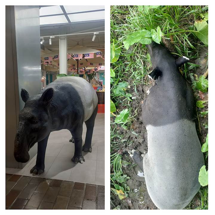 the malayan tapir