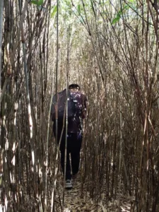 bamboo maze japfu #1.4