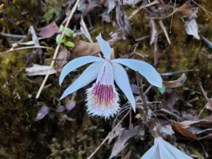 flora of japfu #1