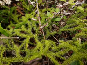 flora of japfu #11