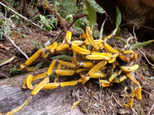 flora of japfu #12