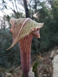 flora of japfu #2