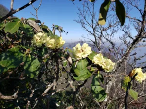 flora of japfu #5