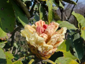 flora of japfu #7