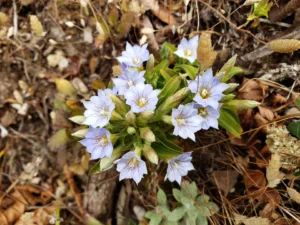 flora of japfu #8