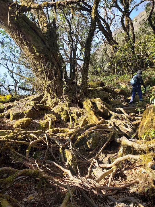 tree roots japfu