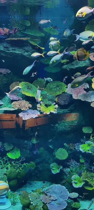 under water thailand