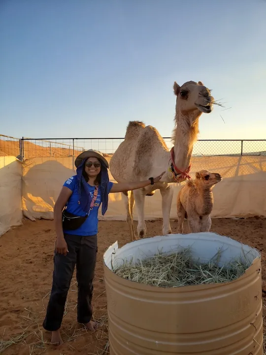 camels in the wahiba sands, bidiyah, oman #1