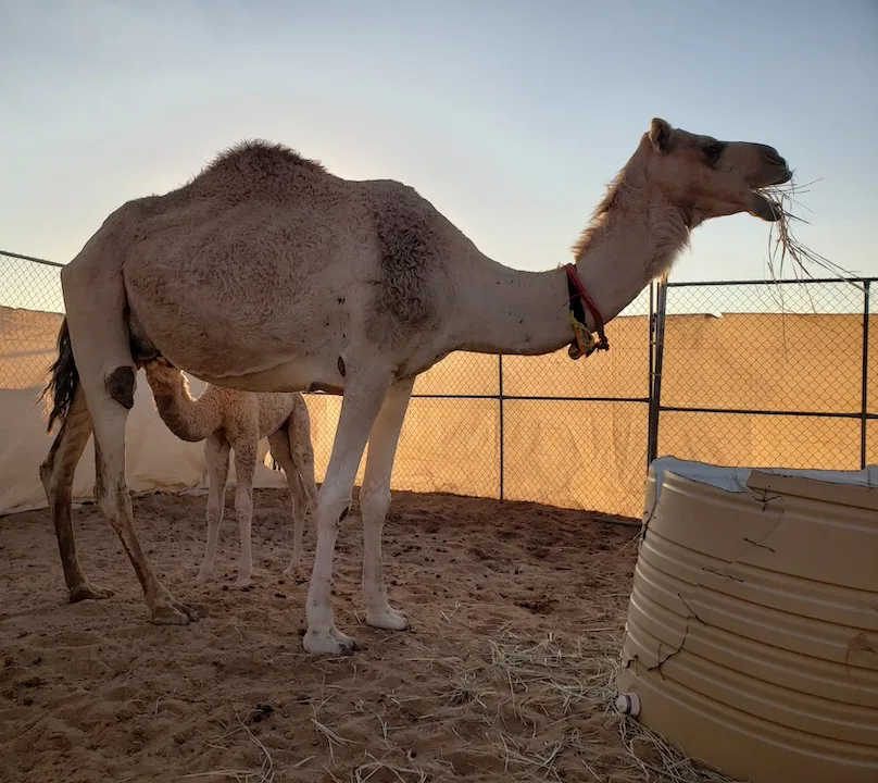 camels in the wahiba sands, bidiyah, oman #5