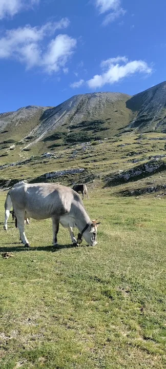 cow in the dolomites
