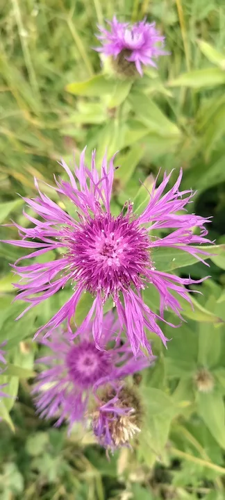 flower in the dolomites