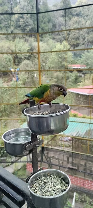 sidkeong bird park pelling 1