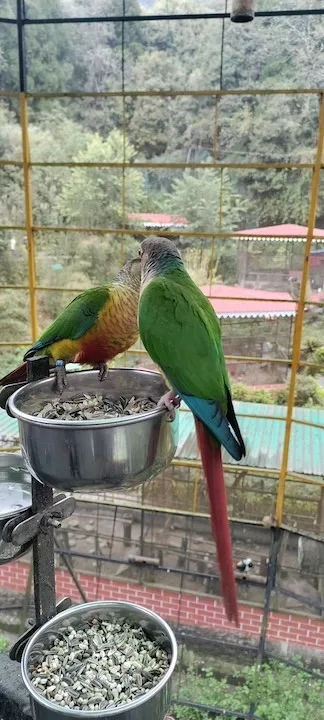 sidkeong bird park pelling 2