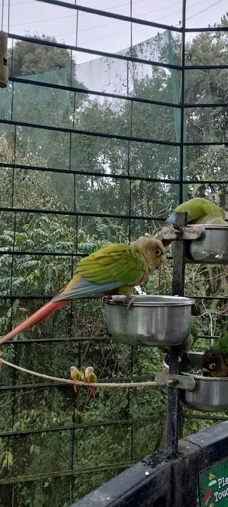 sidkeong bird park pelling 3