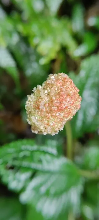 pulibadze flora 2