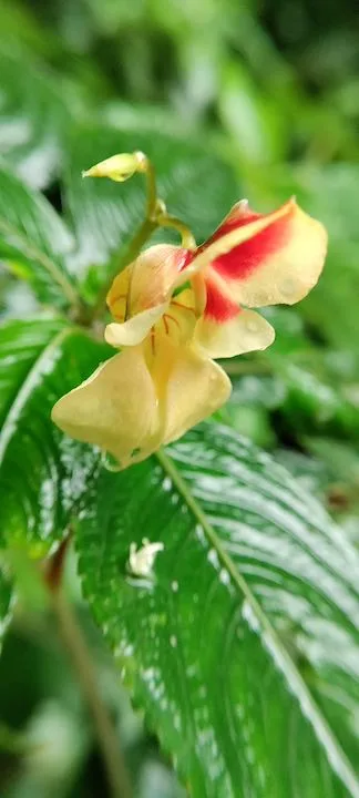 pulibadze flora 3