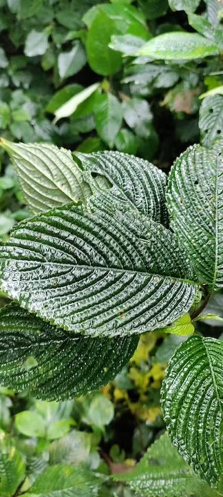 pulibadze flora 4