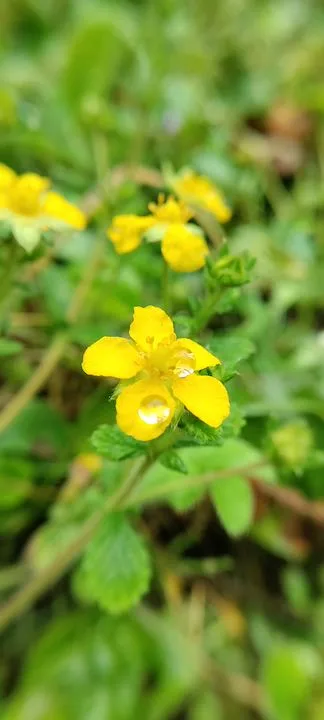 pulibadze flora 6