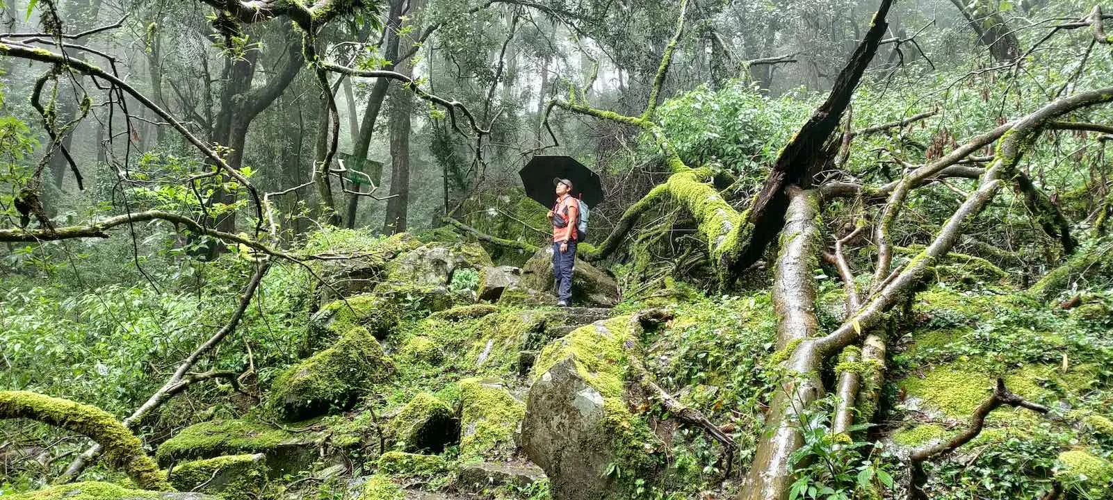 pulibadze trail 4