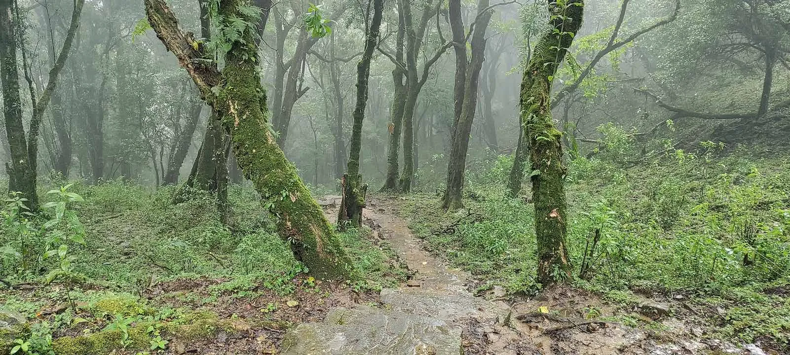 pulibadze trail 8