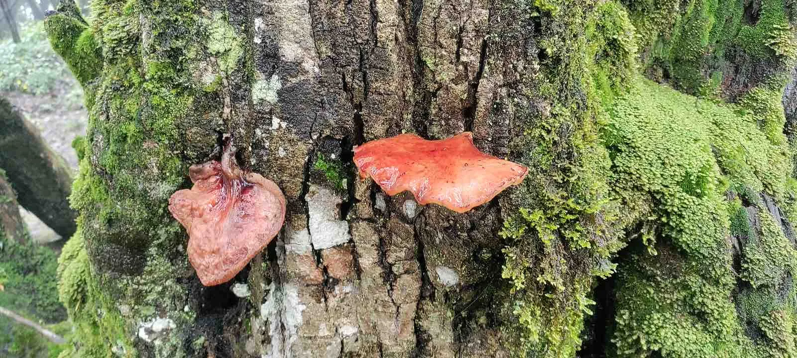 pulidbadze flora 8